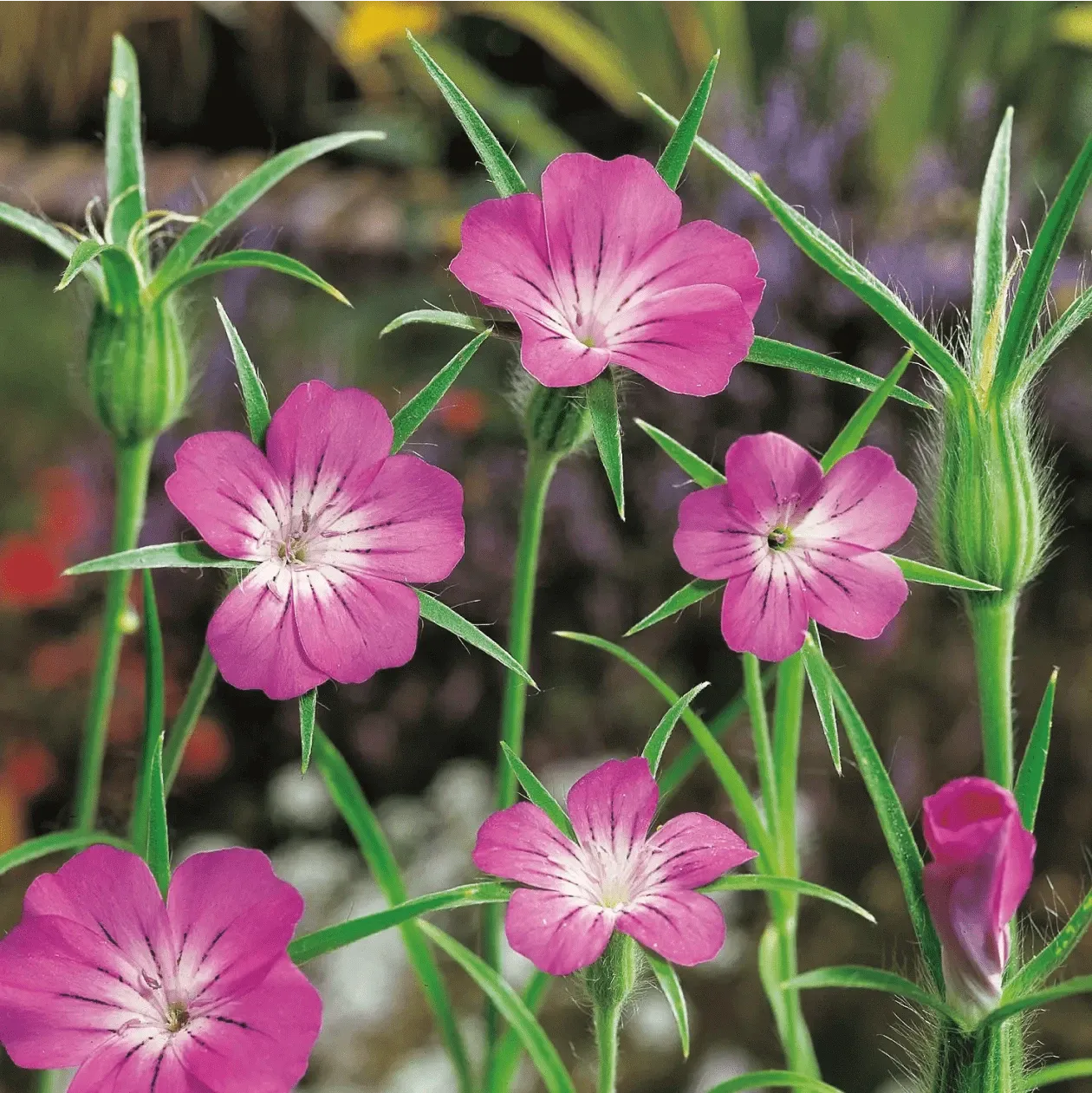 World Botanics Corncockle bolderik bloemzaden bijvriendelijk