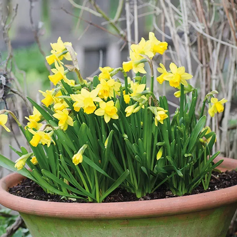 World Botanics Tête à Tête narcis bloembollen 15 stuks geel