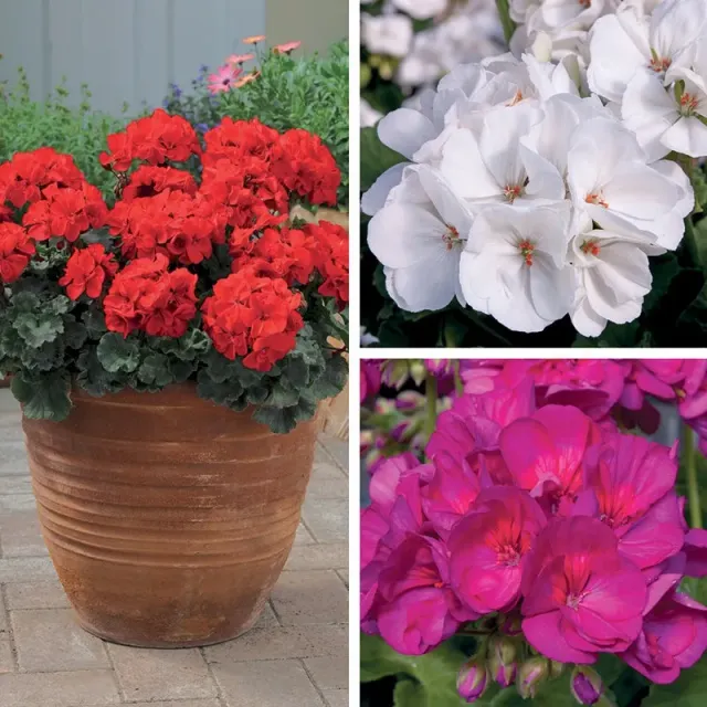 World Botanics Zonal Collectie geranium 15 jonge planten mix