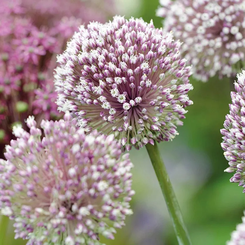 World Botanics Allium Border bloembollen 50 stuks bijen