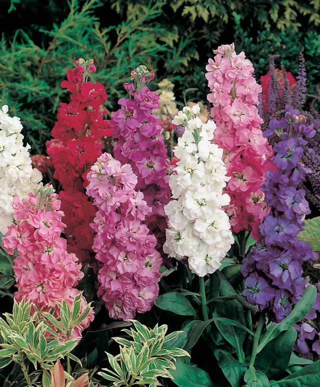 World Botanics Violier Excelsior Mixed zaden dubbel