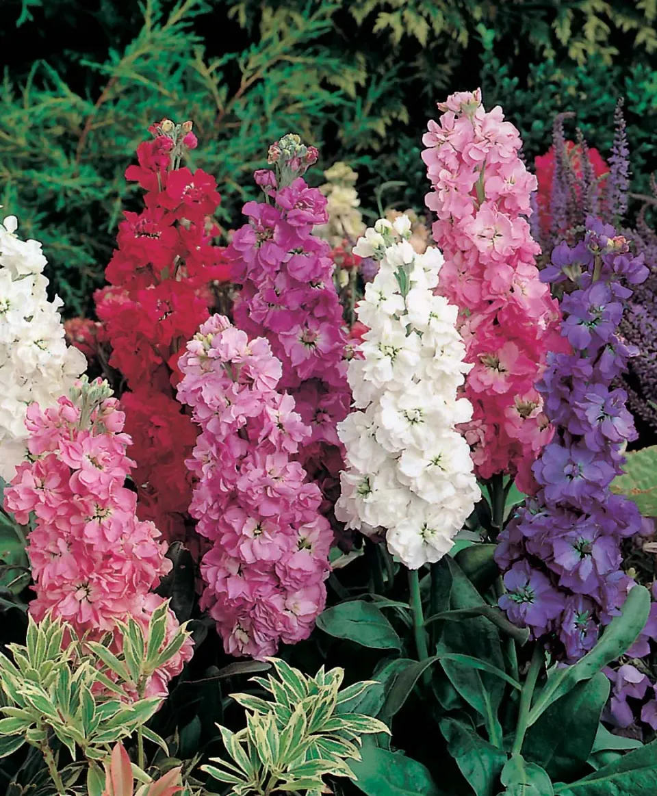 World Botanics Violier Excelsior Mixed zaden dubbel
