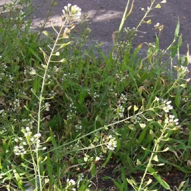 MediGran Capsella bursa-pastoris Herderstasje zaden onbespoten