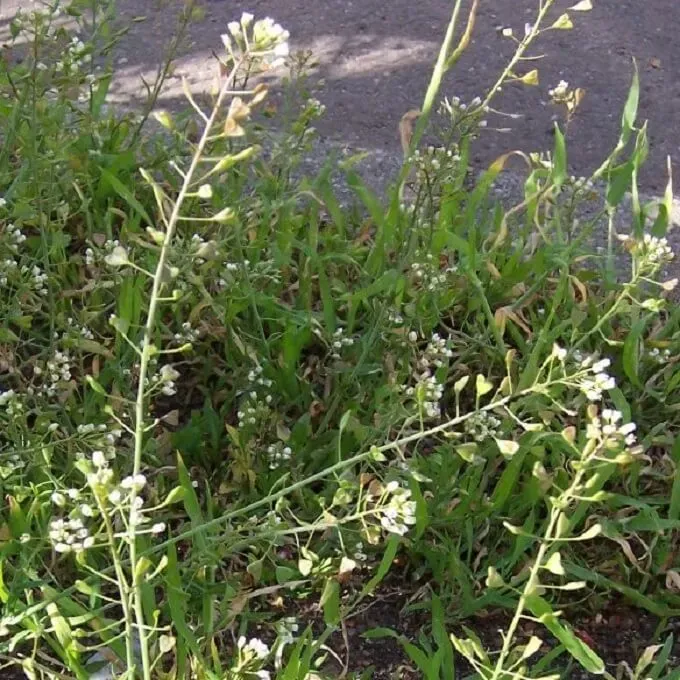 MediGran Capsella bursa-pastoris Herderstasje zaden onbespoten