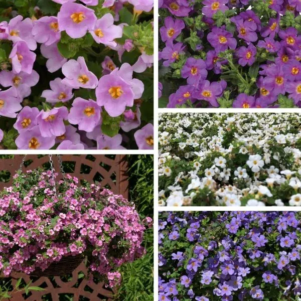 World Botanics Bacopa Collection hangplanten 5 stuks waterval mix
