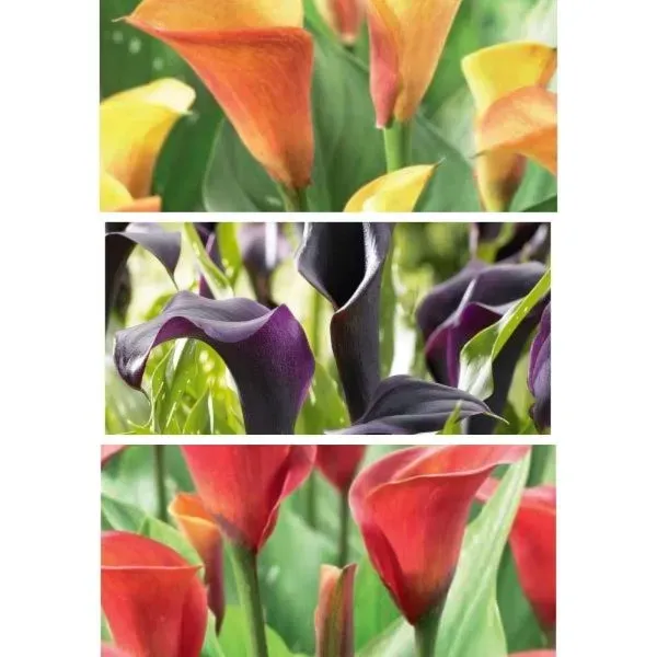 World Botanics Zantedeschia bloembollen 9 stuks oranje mix
