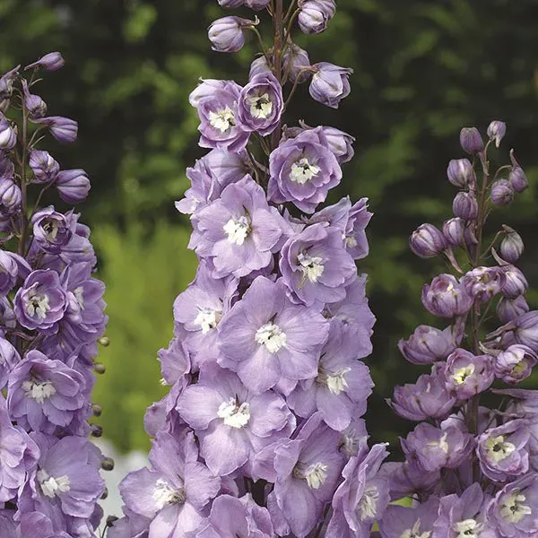 World Botanics Aurora ridderspoor jonge planten 5 stuks gemengd