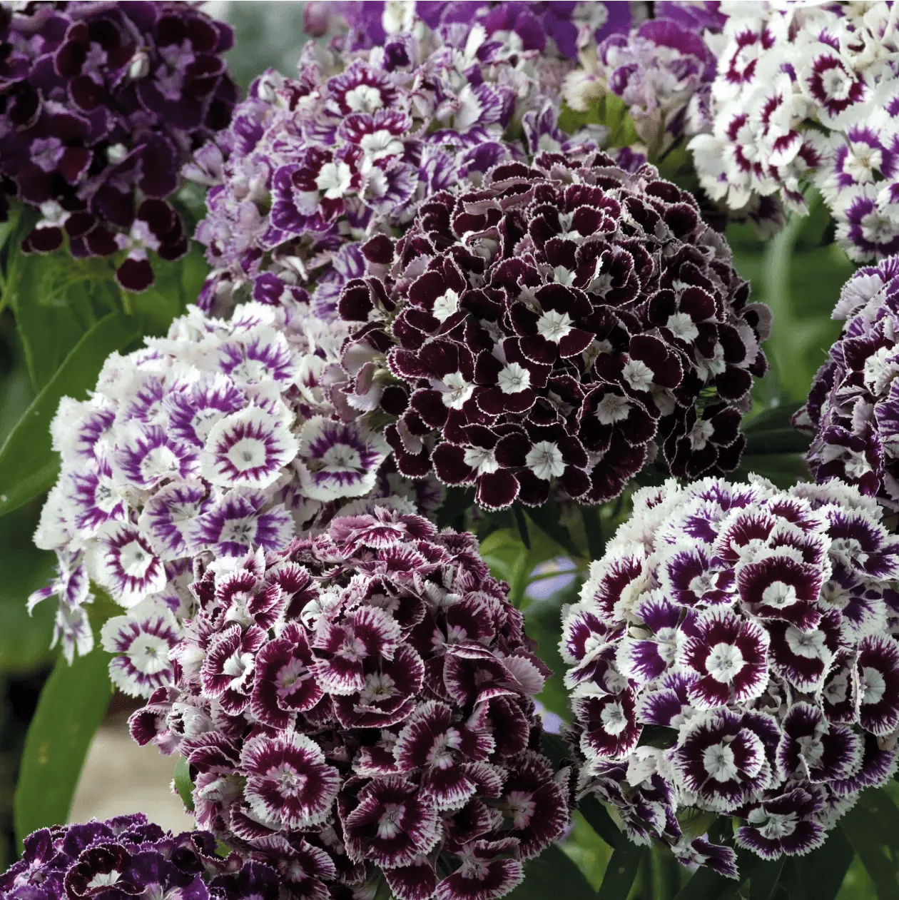 World Botanics Dianthus Hollandia Purple Crown zaden paars