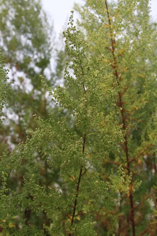 Vitale Rassen Zomeralsem zaden groen siergewas