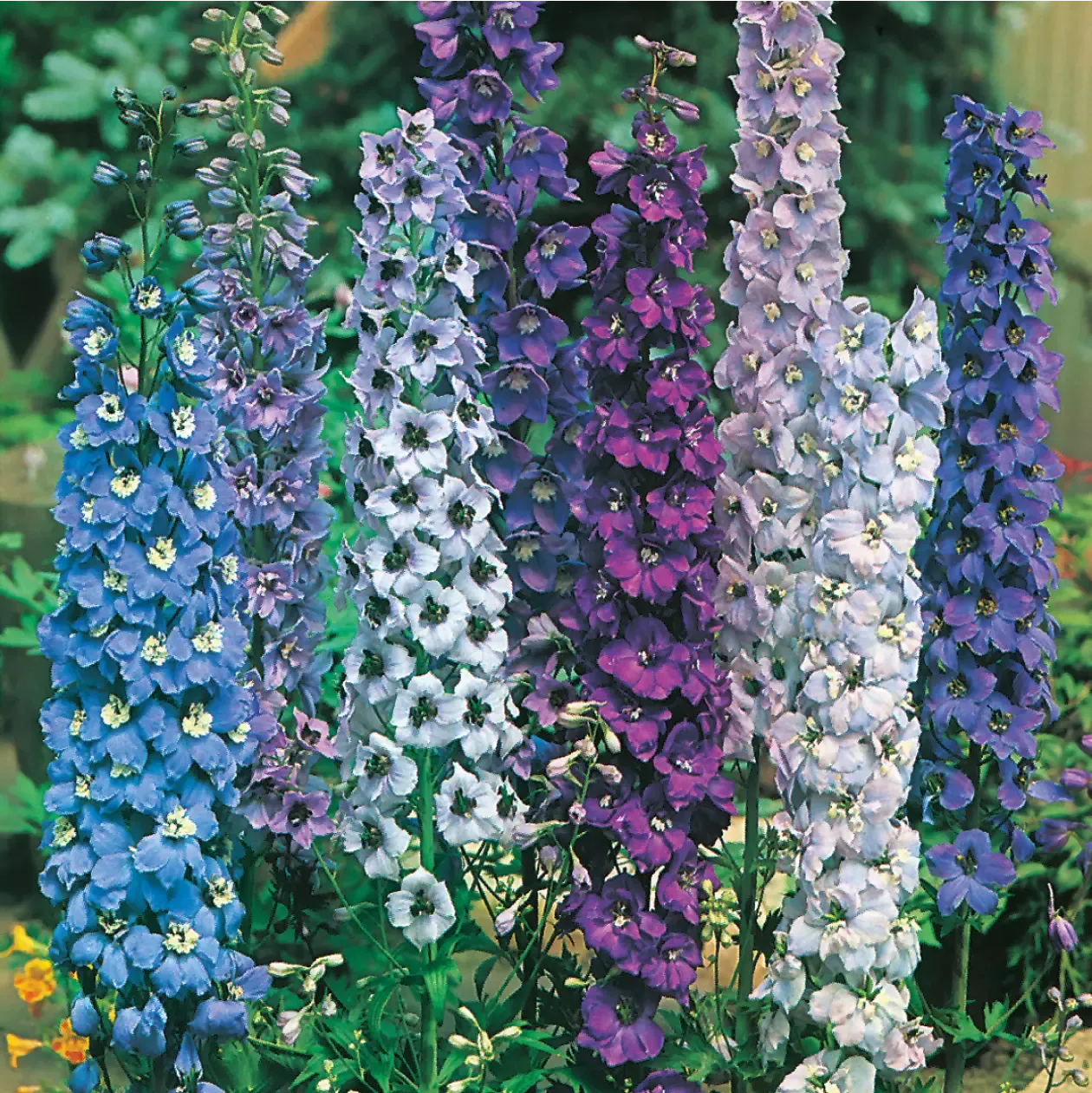 Pacific Giants Gemengd ridderspoor zaden blauw