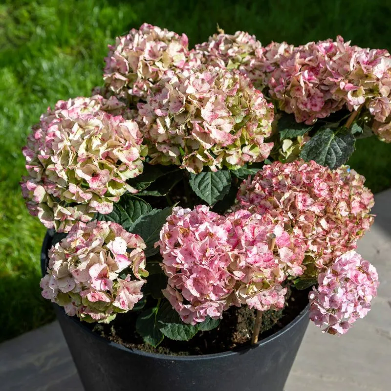 World Botanics Octavia 38cm plantenbak leisteen