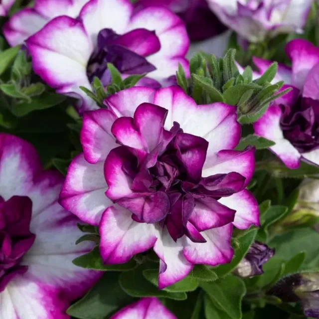 World Botanics Tumbelina Petunia Nicola hangplanten 5 gevuld roze