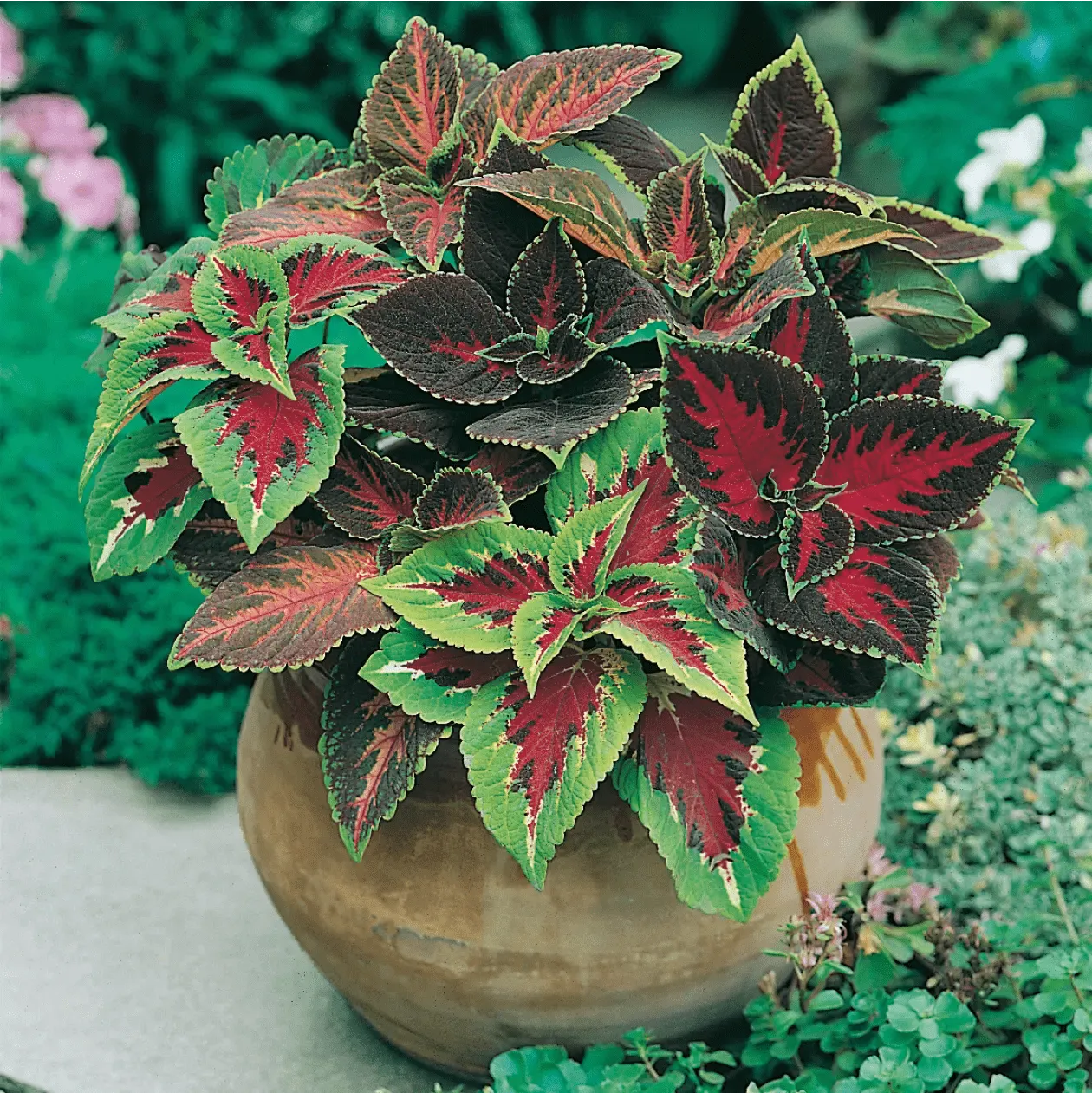 World Botanics Coleus Rainbow Mixed bloemzaden bont blad