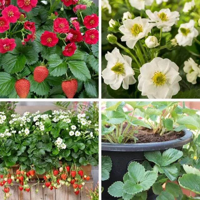 World Botanics Summer Breeze aardbei jonge planten 20 stuks met baskets