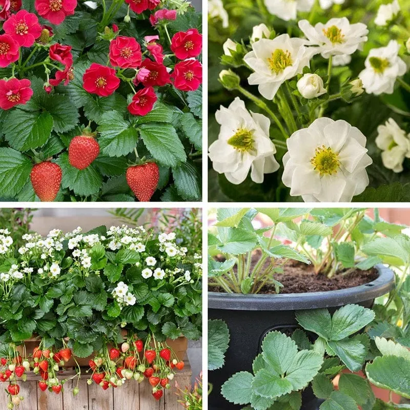 World Botanics Summer Breeze aardbei jonge planten 20 stuks met baskets
