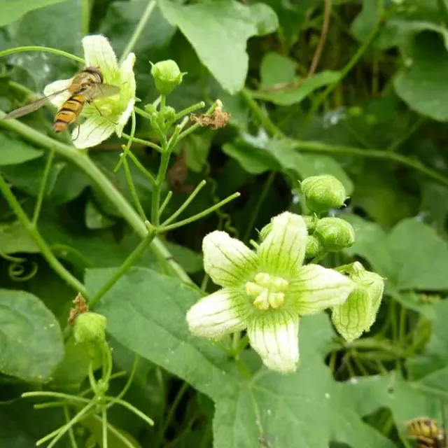 MediGran Bryonia dioica heggenrank zaden onbespoten
