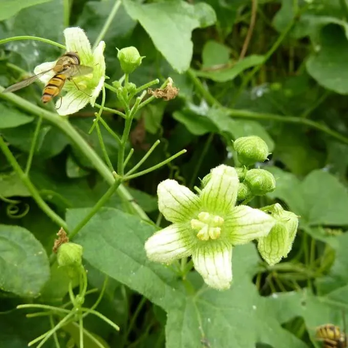 MediGran Bryonia dioica heggenrank zaden onbespoten