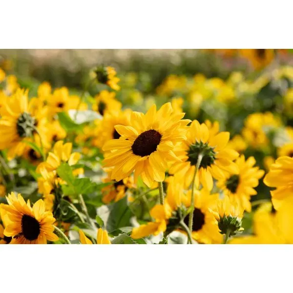 World Botanics Full Summer zonnebloem planten compact