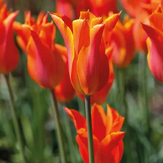 World Botanics Tulp Ballerina tulpenbollen 15 bollen