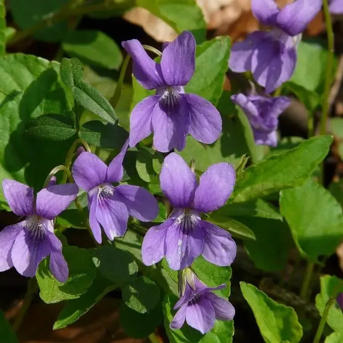MediGran Viola odorata maarts viooltje zaden onbespoten