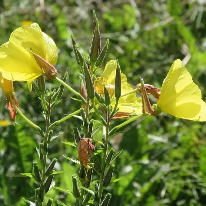 MediGran Middelste teunisbloem Oenothera biennis zaden geel