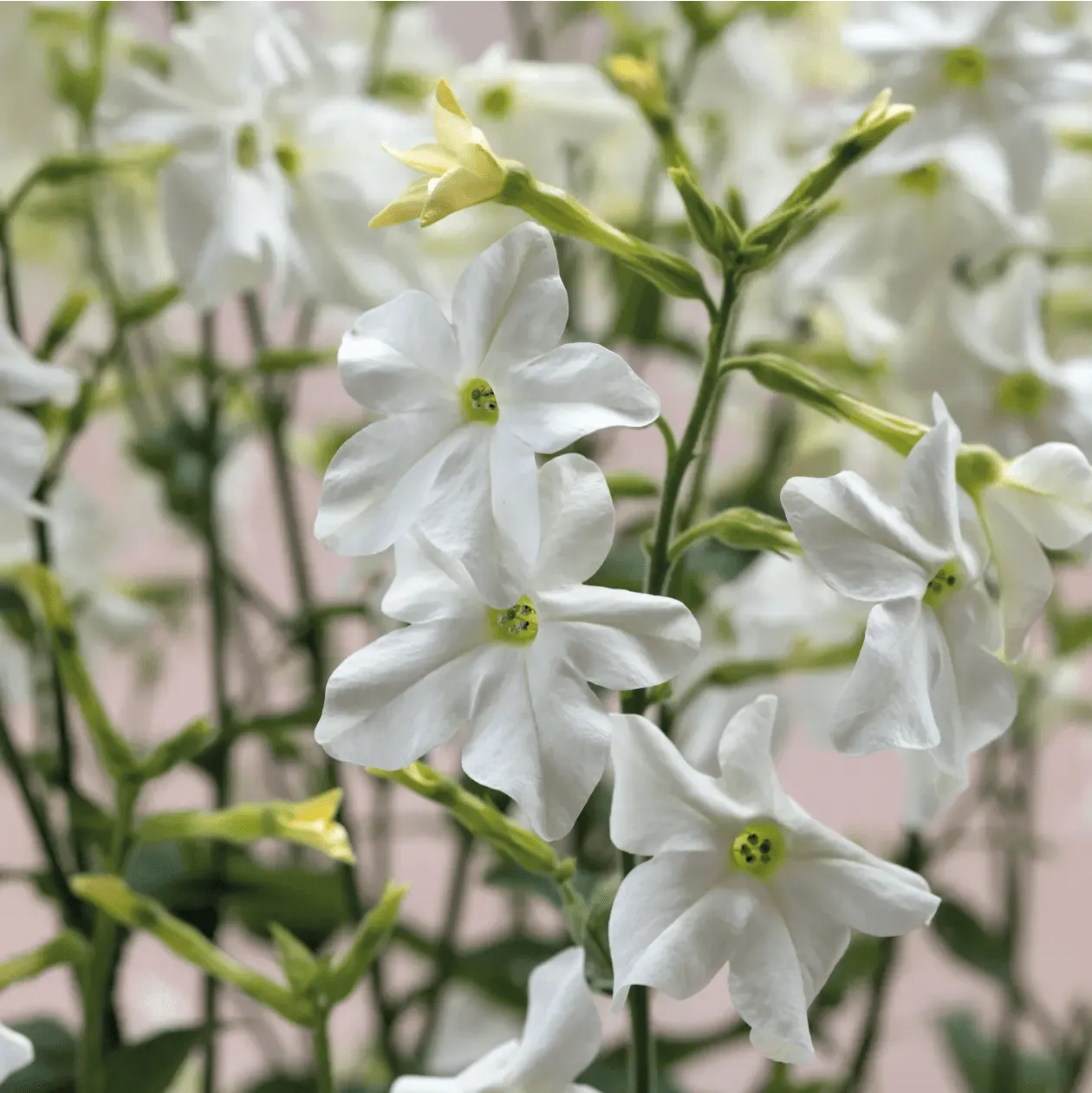 World Botanics Nicotiana Sirius White F1 bloemzaden wit geurend