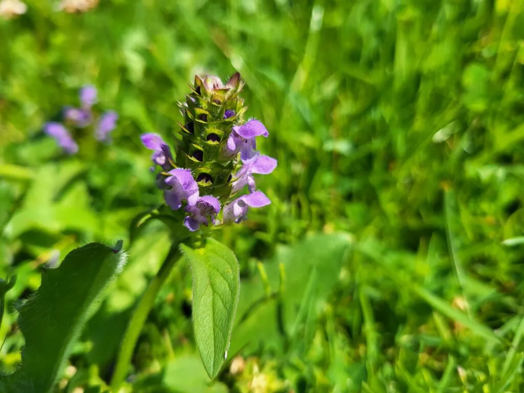 MediGran Prunella vulgaris gewone brunel zaden