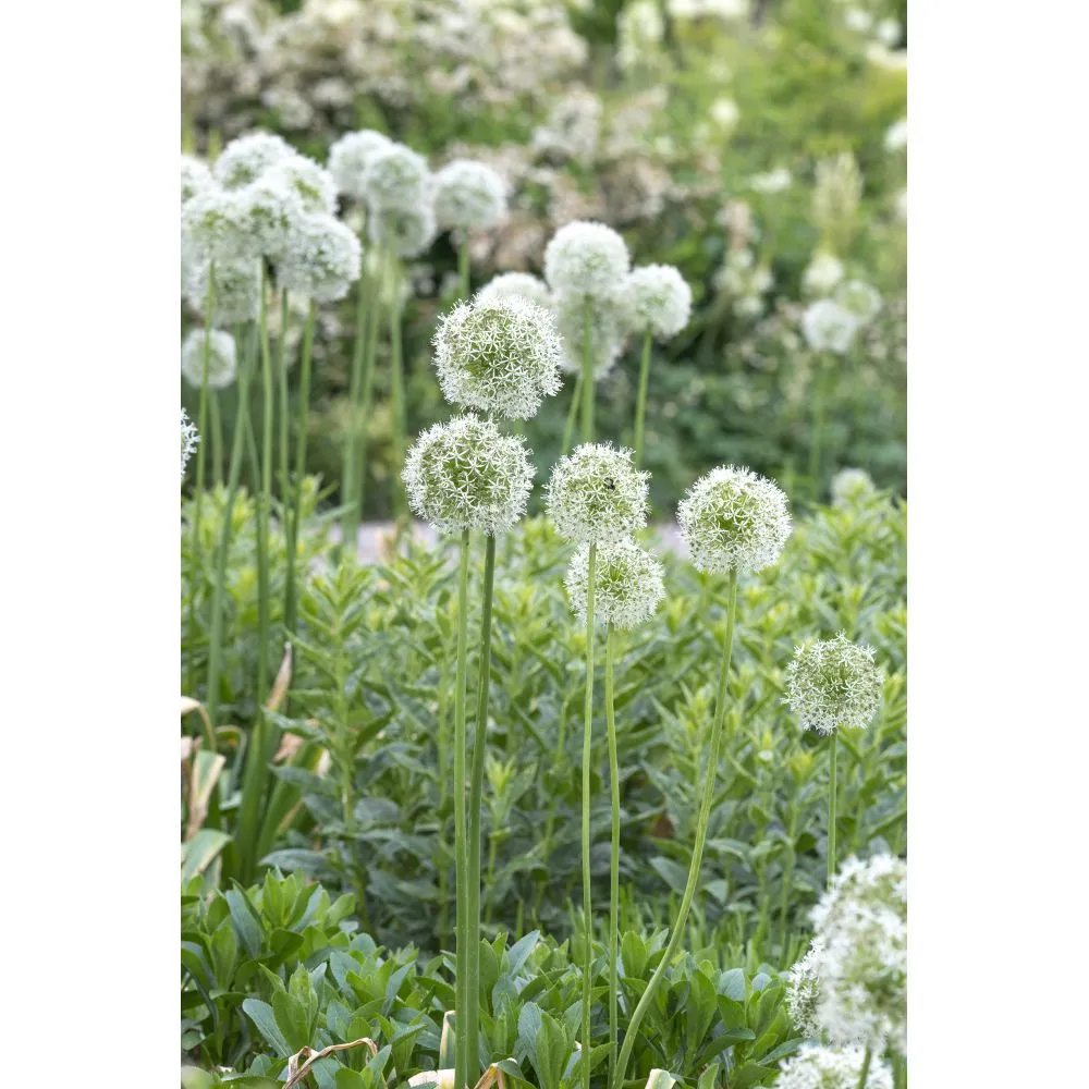 World Botanics Mount Everest sierui bollen 3 stuks