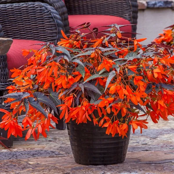 World Botanics Begonia Starshine Bronze Papaya bloemplant 5 stuks