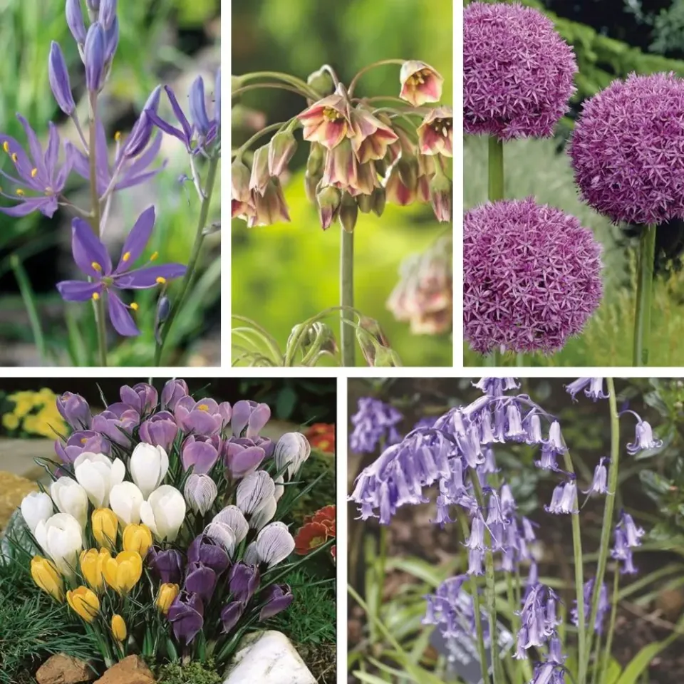 World Botanics Pollinator Friendly Bulb Collection 113 bollen