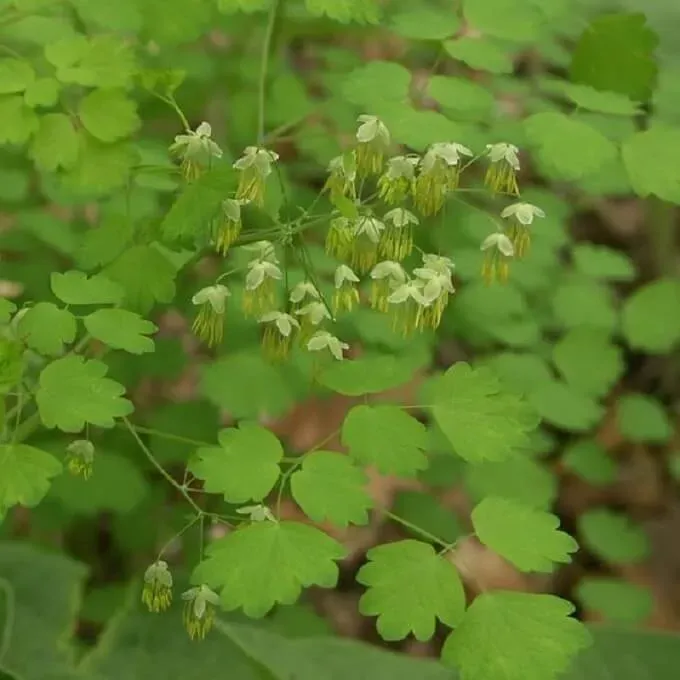 MediGran Thalictrum minus kleine ruit zaden onbespoten