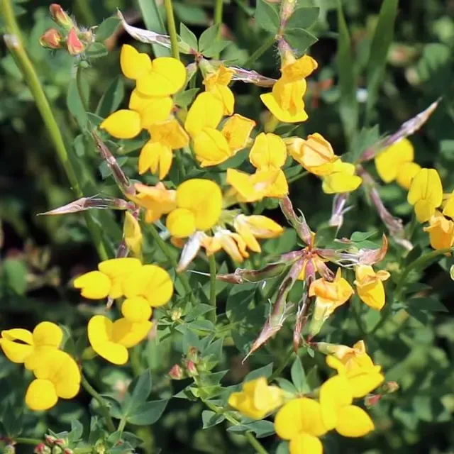 MediGran Gewone rolklaver Lotus corniculatus zaden inheems