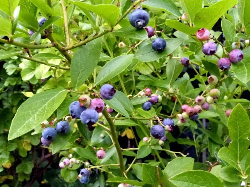 De Tuinen van MergenMetz Goldtraube 71 blauwe bessenplant