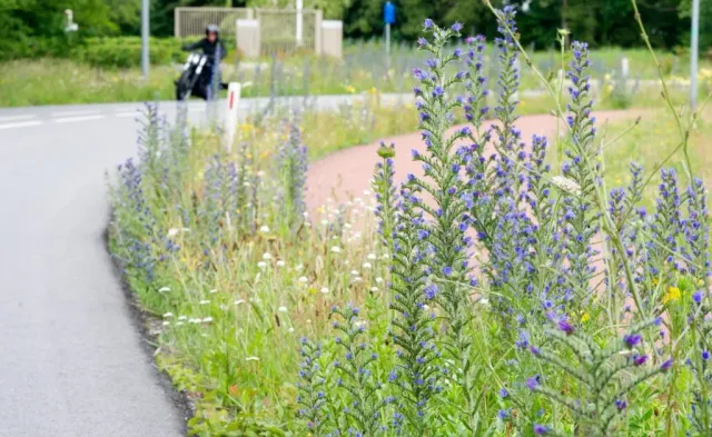 MediGran GD-63 graslandflora bloemenmengsel kalkrijk
