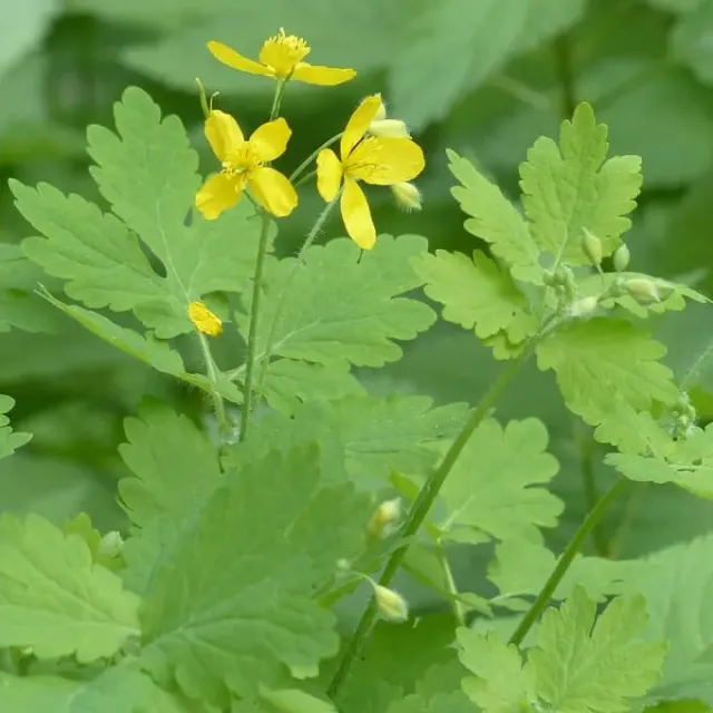 MediGran Chelidonium majus zaden stinkende gouwe onbespoten