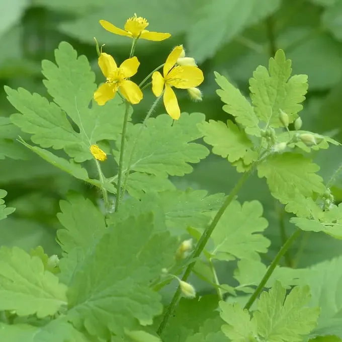 MediGran Chelidonium majus zaden stinkende gouwe onbespoten