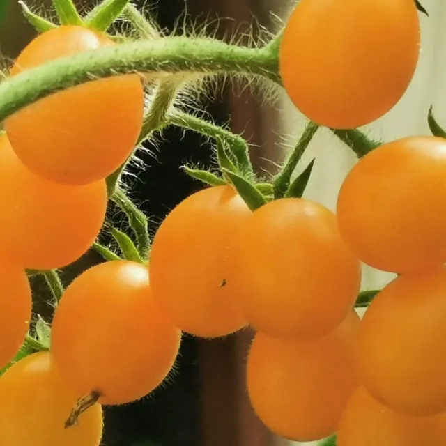 De Tuinen van MergenMetz Galapagos tomatenzaden 10 stuks wild
