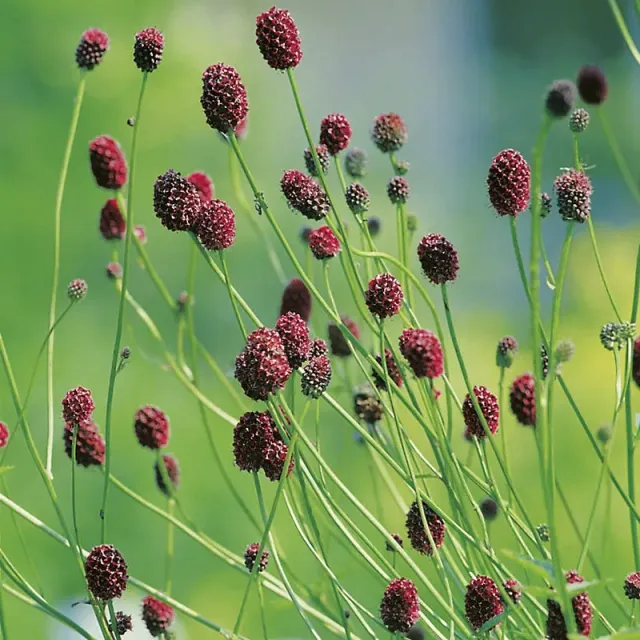 World Botanics Salad Burnet jonge planten 5 stuks winterhard