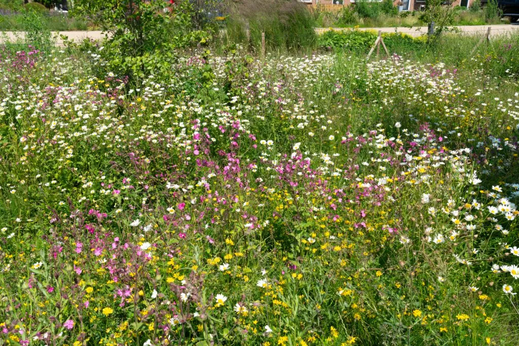 MediGran Wadiflora WA-10 wadizaden inheems