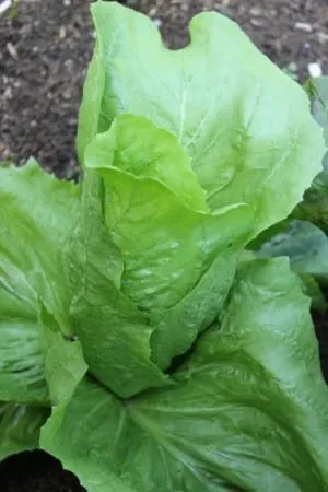 De Tuinen van MergenMetz Groenlof suikerijzaad 2 gram bitter