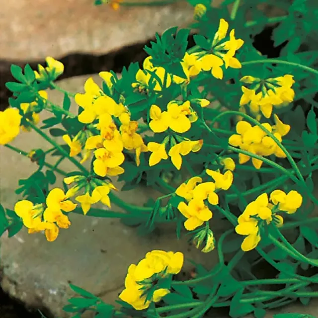 World Botanics Birds Foot Trefoil jonge planten rolklaver geel