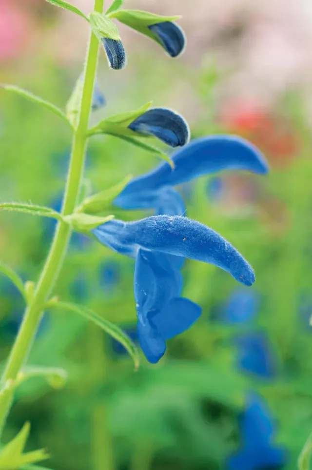 World Botanics Salvia Deep Blue zaden diepblauw