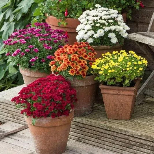 World Botanics Paisley chrysant 5 jonge planten mix