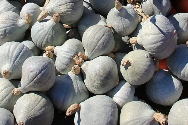 De Tuinen van MergenMetz Blue Ballet pompoenzaden 10 stuks kastanjesmaak