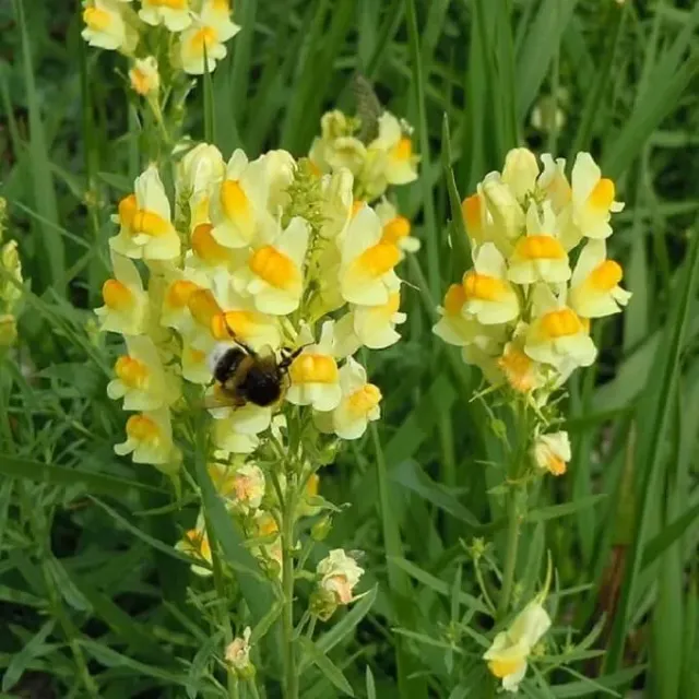 MediGran Linaria vulgaris vlasbekje zaden onbespoten