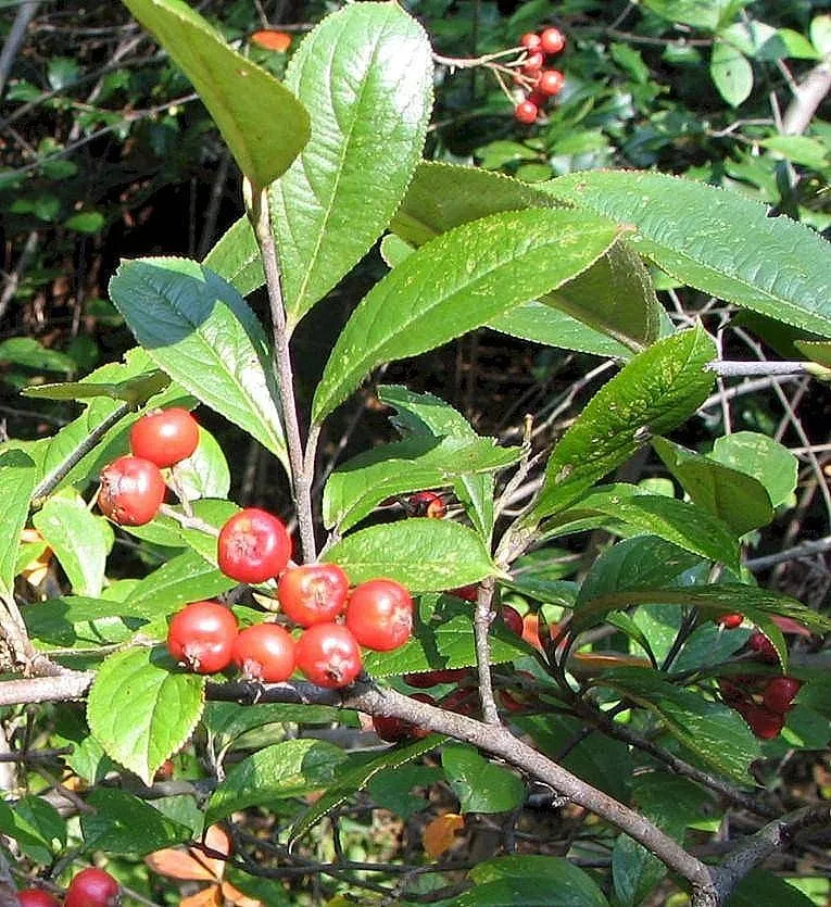 De Tuinen van MergenMetz Aronia Brilliant rode appelbes struik zuur