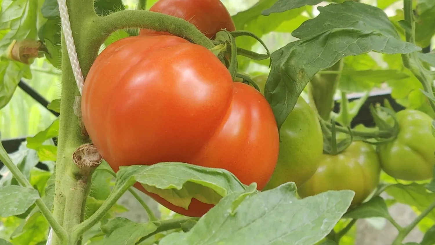 De Tuinen van MergenMetz Wonder van de Markt tomatenzaad 15 zaden productief