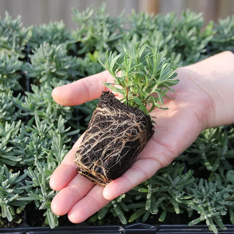 World Botanics Lavender Hidcote tuinplanten 15 stuks paars