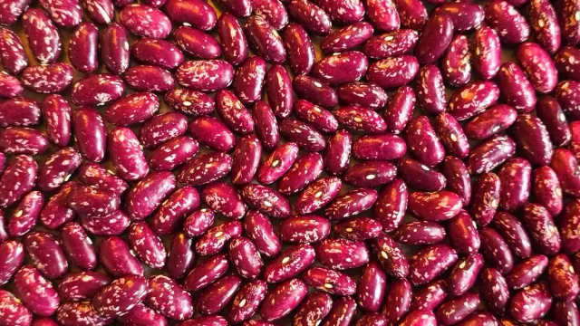 De Tuinen van MergenMetz Madeira Maroon stokboonzaad 15 zeldzaam