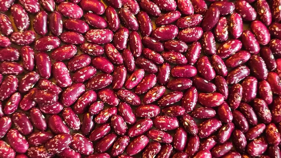 De Tuinen van MergenMetz Madeira Maroon stokboonzaad 15 zeldzaam